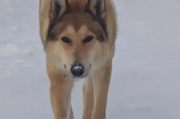 Собака найдена: ул. Фрунзе, 5, Шемордан - photo