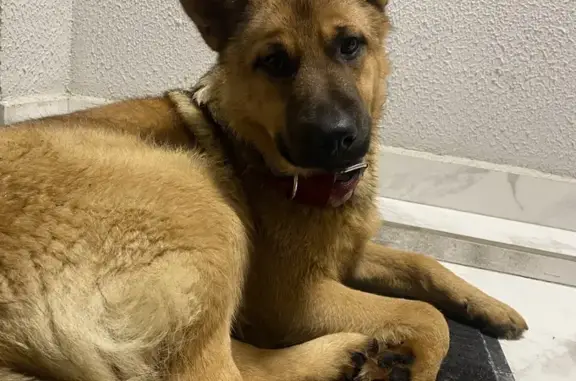 Найдена собака, Клюквенный, фото: Найдена собака на ул. Клюквенный, 18