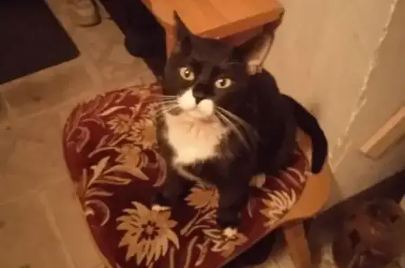 Найдена кошка, Воронеж, фото: Кошка найдена: ул. Мордасовой, 3, Воронеж