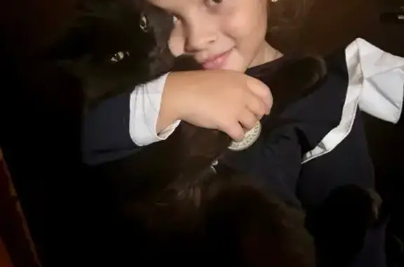 Пропала кошка, Ростовская ул., Кайбалы - photo