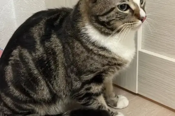 Найдена кошка, Санкт-Петербург, фото: Кошка найдена: Парашютная ул., 34, СПб