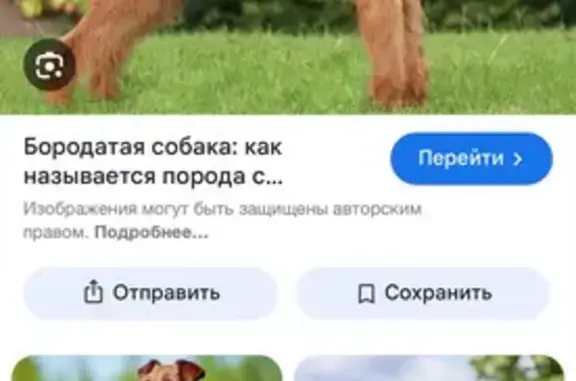 Найдена собака, Саратов, фото: Собака на ул. Академика Семёнова, 11