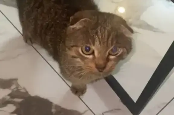 Найдена кошка, Троицк, фото: Кошка найдена: Лесная ул., Москва