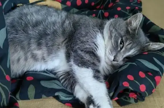 Пропала кошка, ул. Лесная, 47, Брянск - photo