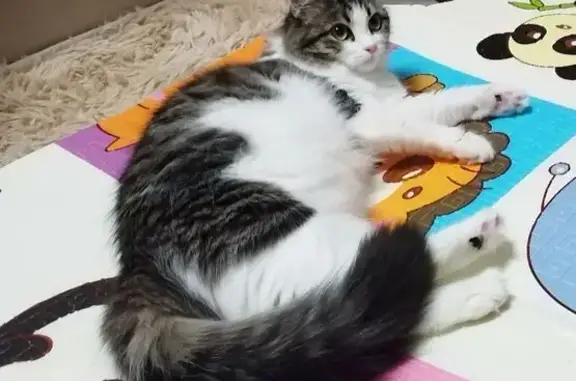 Пропала кошка, Зерноградская ул. 3, Волгоград - photo