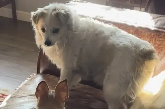 Пропала собака Лила, Индустриальная ул. - photo