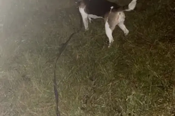 Пропала собака, Боровское ш., 29 к1, Москва - photo