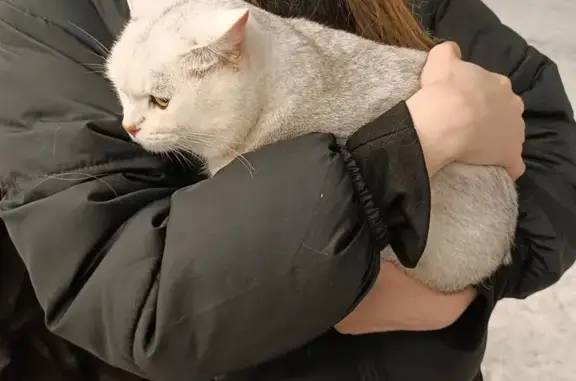 Найдена кошка, Мурино, фото: Кошка найдена: Ручьевский пр., Мурино