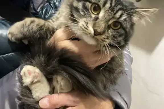 Найдена кошка, Биробиджан, фото: Кошка найдена: Биробиджан, ЕАО