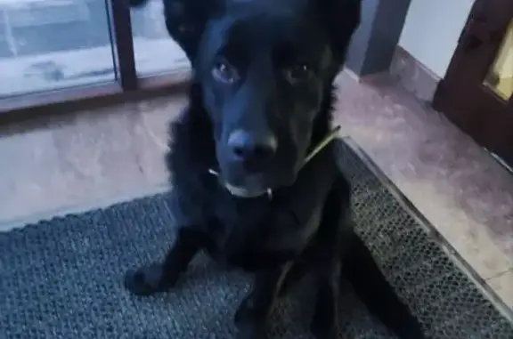 Найдена собака, Томск, фото: Найдена собака, пр. Кирова, Томск