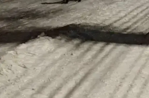 Найдена собака, Челябинск, фото: Собака найдена на ул. Блюхера, Челябинск