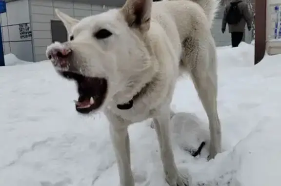 Найдена собака, Красноярск, фото: Собака найдена: Менжинского, 12, Крск