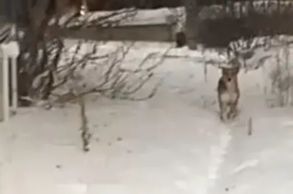 Найдена собака, Екатеринбург, фото: Собака найдена у стадиона, Крестинского 33