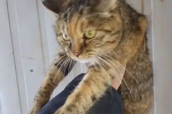 Объявления о пропавших и найденных животных, Владивосток, фото: Кошка под капотом, ул. Маковского, Владивосток