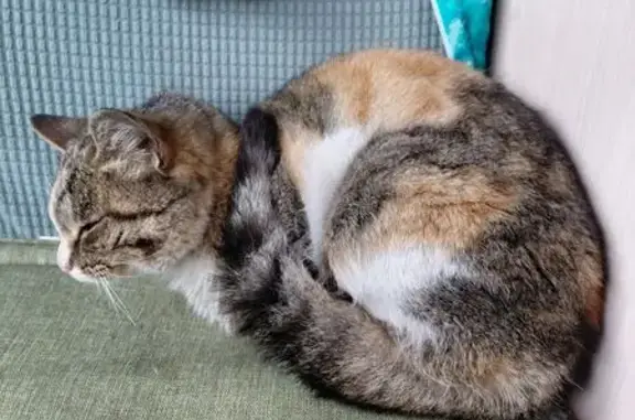 Найдена кошка, Сотниково, фото: Трёхцветная кошка найдена в Сотниково