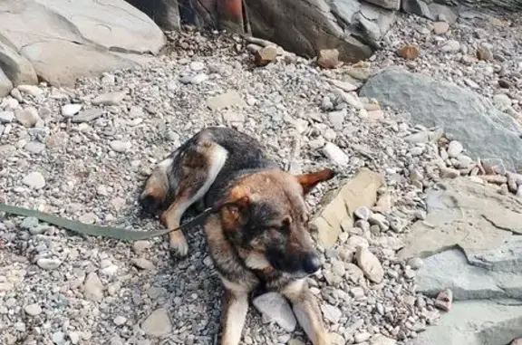 Пропала собака, Щитовая ул., Владивосток - photo