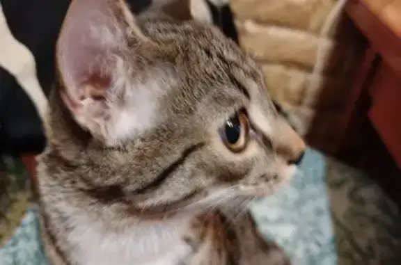 Найдена кошка, Сургут, фото: Тигриный кот найден, ул. Энергетиков, Сургут