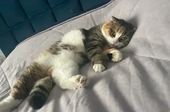 Кошки потеряшки, Астрахань, фото: Потеряшка кошка, Станиславская 4, Астрахань