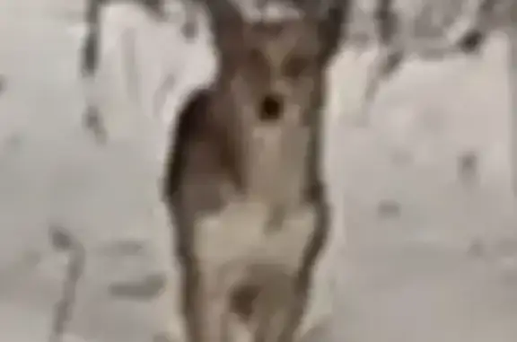 Найдена собака, Екатеринбург, фото: Собака найдена на Крестинского, 33, Екб