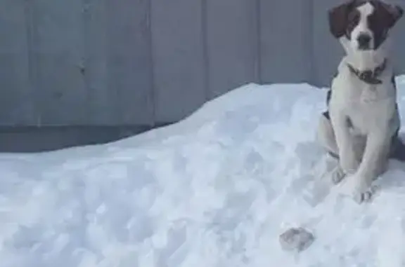 Пропала собака на Зиновьева, 74, Оренбург - photo