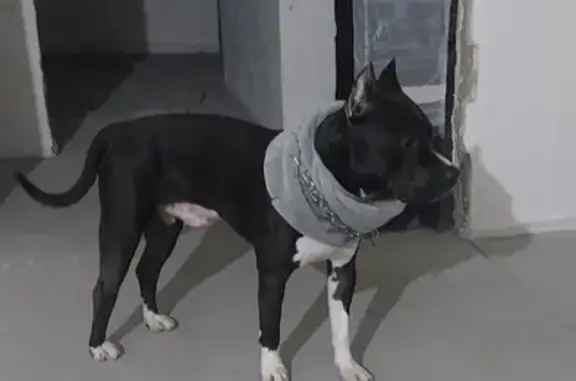 Найдена собака, Оренбург, фото: Собака найдена: Северный пр. и ул. Поляничко