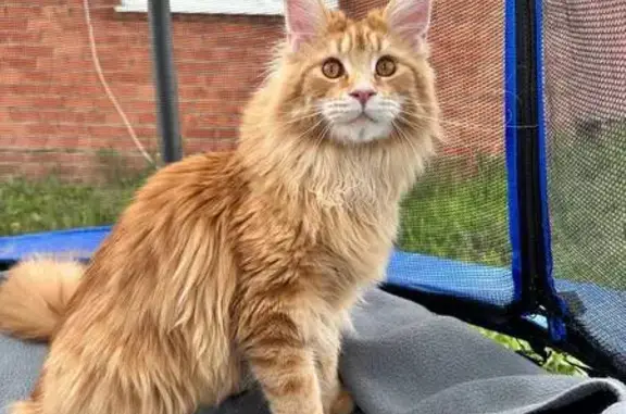 Пропала кошка, ул. Маршала Рыбалко, 92 - photo