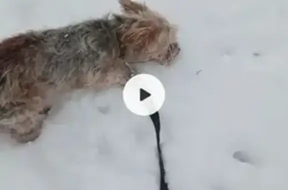 Пропала собака, ул. Алроса, 2Г, Орёл - photo