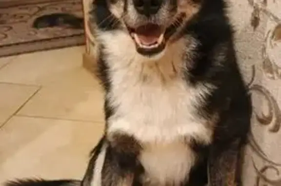 Пропала собака, ул. Калинина 46, Арзамас - photo