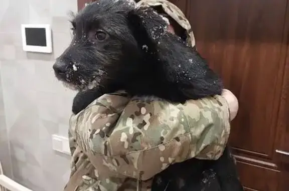 Найдена собака, Мальковское, фото: Найдена собака, Мальковское с.п., Тюмень