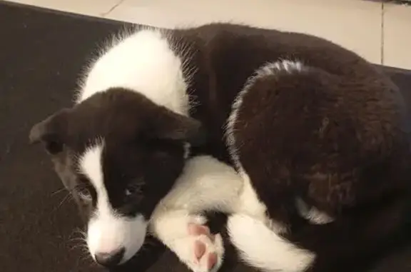 Пропала собака, ул. Дзержинского 37, Лабытнанги - photo