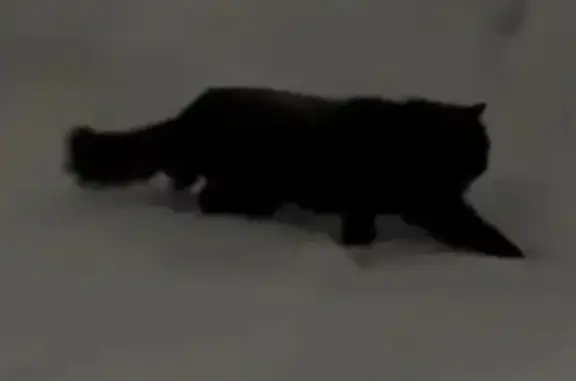 Найдена кошка, Новосибирск, фото: Чёрная кошка на ул. Костычева, Новосибирск