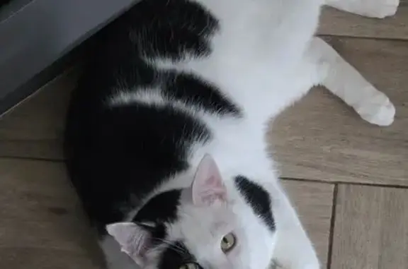 Кошка найдена: Орудийная, Калининград - photo