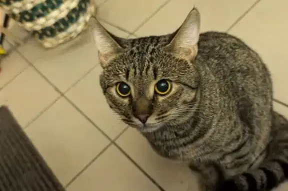 Найдена кошка, Казань, фото: Кошка найдена на ул. Тыныч, Казань