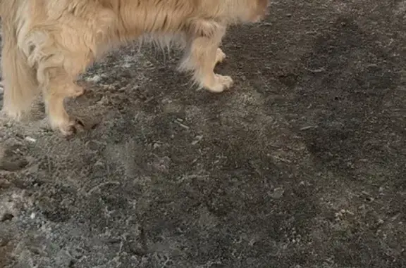 Найдена собака, Калининград, фото: Собака найдена на Московском проспекте, 123