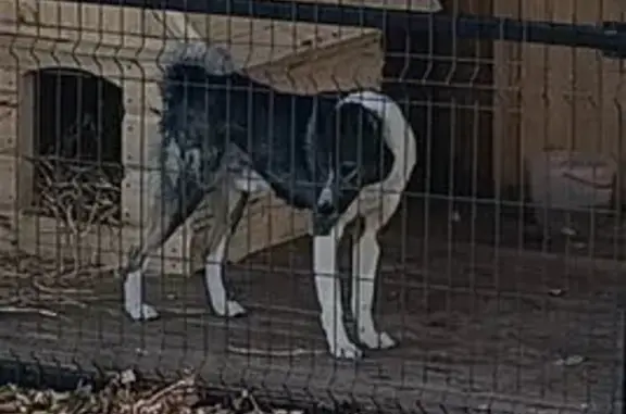 Потерянные животные Минусинск, фото: Пропала собака, Араданская 4, Минусинск