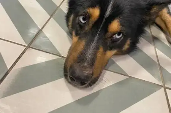 Собака найдена: Дунайская ул, 3, Волгоград - photo