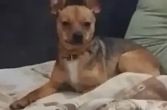 Пропала собака Арчи, Ж/Д Вокзал Екб - photo