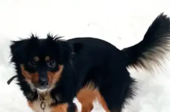 Пропала собака, ул. Свободы 59, Сальск - photo