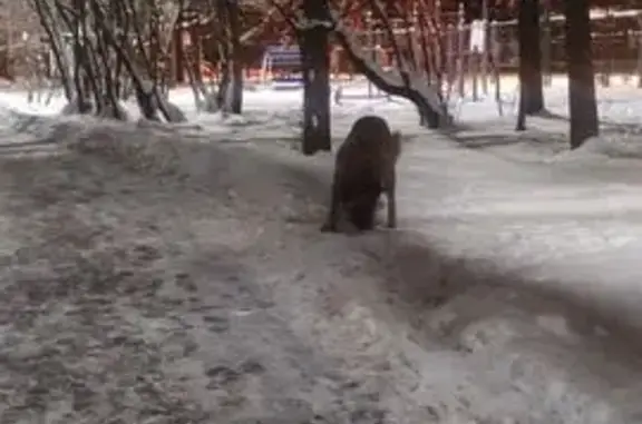 Найдена собака, Шушары, фото: Найдена собака, Колпинское шоссе, 53А