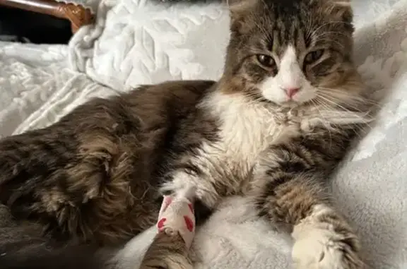 Пропала кошка, ул. Кати Соловьяновой, 161 - photo