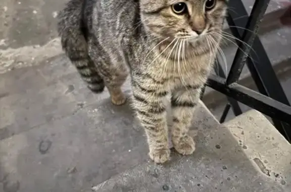 Объявления о пропавших и найденных животных, Майкоп, фото: Кошка найдена, ул. Михайлова 4А, Майкоп