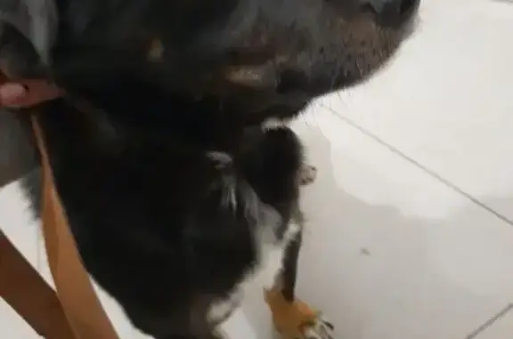 Найдена собака, Зональная станция, фото: Собака найдена на Виталия Грачёва, 2Б