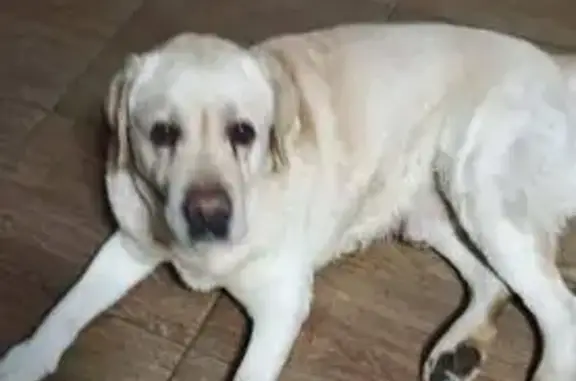 Найдена собака, Краснодар, фото: Лабрадор найден на ул. Западный Обход, Краснодар