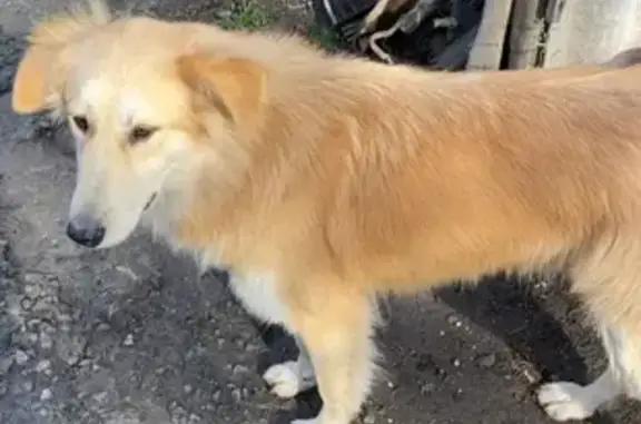 Пропала собака, 3-я линия, Таганрог - photo