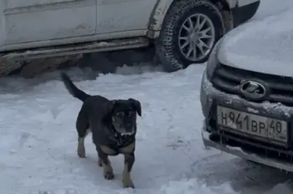 Найдена собака, Калуга, фото: Собака найдена на ул. Платова, 20, Калуга