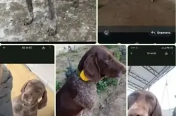 Пропала собака, Астрахань, обл. - photo