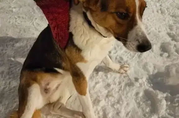 Найдена собака, Подольск, фото: Найдена собака, Подольск, ул. Большая Серпуховская 210А