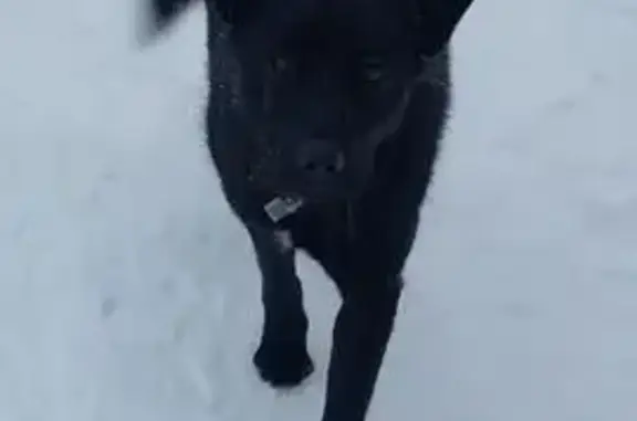 Найдена собака, Уфа, фото: Собака найдена: ул. Спивака, Уфа