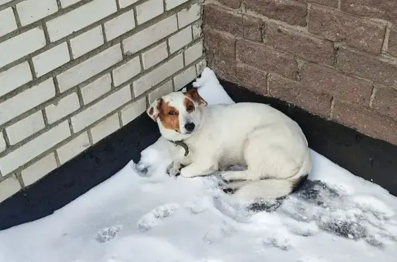 Найдена собака, Омск, фото: Найдена собака, ул. Карбышева 6, Омск