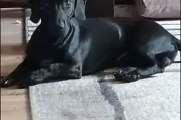 Пропала собака, Новая - photo